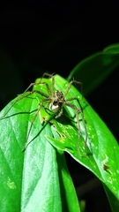 Paratrechalea julyae