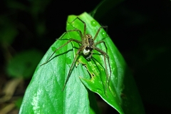 Paratrechalea julyae