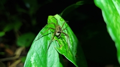 Paratrechalea julyae