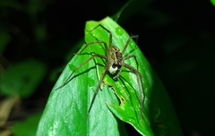 Paratrechalea julyae