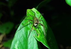 Paratrechalea julyae