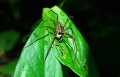 Paratrechalea julyae