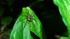 Paratrechalea julyae