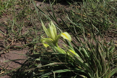 Iris grant-duffii