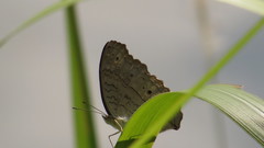 Junonia atlites atlites