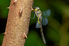 Micromidia convergens