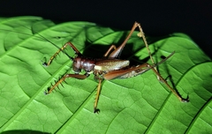 Listroscelidinae