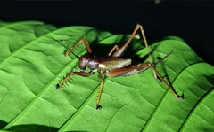 Listroscelidinae
