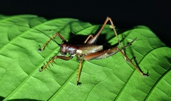 Listroscelidinae