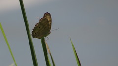 Junonia atlites atlites