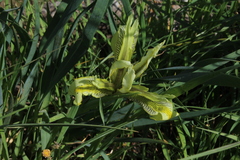 Iris grant-duffii