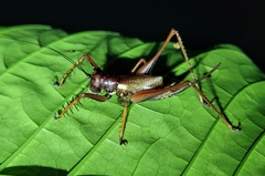 Listroscelidinae