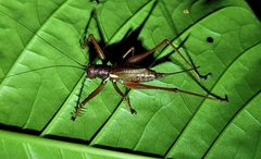 Listroscelidinae