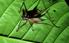 Listroscelidinae