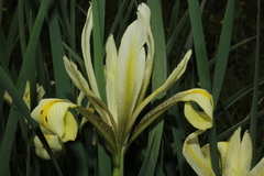 Iris grant-duffii