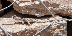 Liolaemus leopardinus