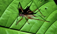 Listroscelidinae