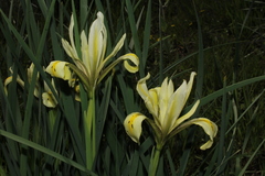 Iris grant-duffii