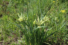 Iris grant-duffii