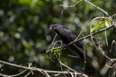 Cuculus clamosus clamosus