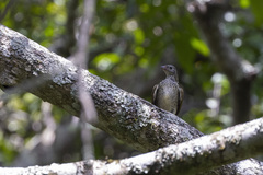 Indicator variegatus