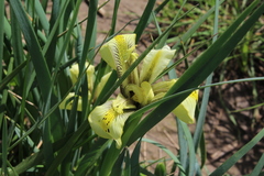Iris grant-duffii
