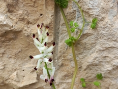 Fumaria capreolata