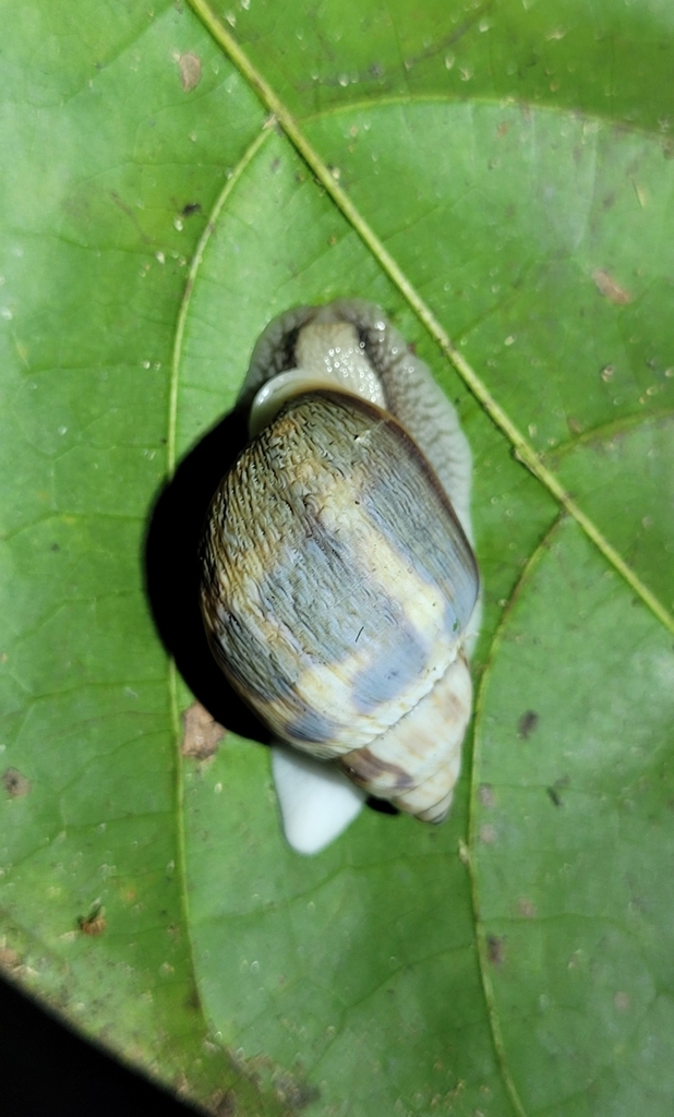 Otostomus signatus