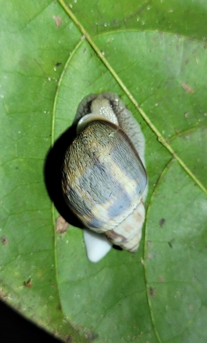 Otostomus signatus