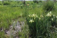 Iris grant-duffii