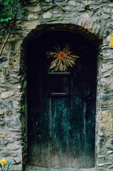 Carlina acanthifolia