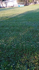 Trifolium repens