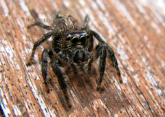 Anarrhotus fossulatus