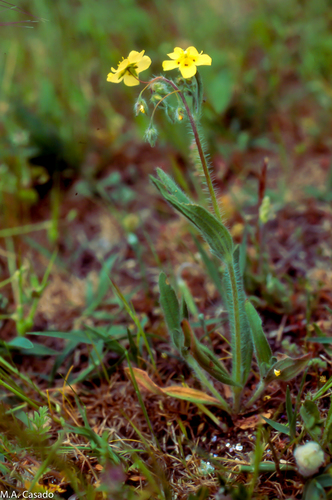 Spotted Rock-rose