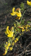 Hippocrepis emerus emerus