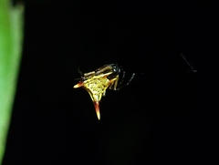 Micrathena perfida
