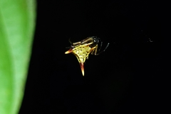 Micrathena perfida