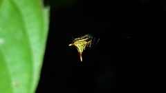 Micrathena perfida
