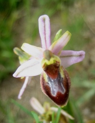 Ophrys exaltata splendida