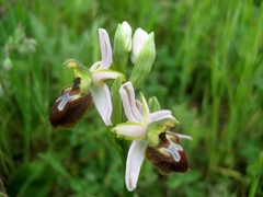 Ophrys exaltata splendida