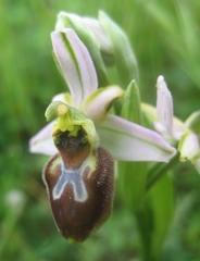 Ophrys exaltata splendida