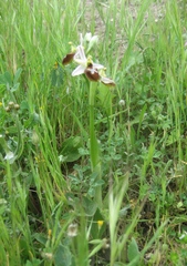 Ophrys exaltata splendida