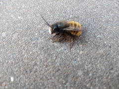 Osmia cornuta
