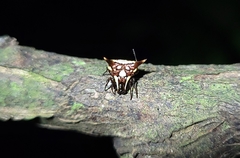 Micrathena evansi