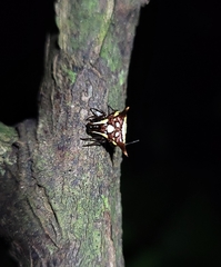 Micrathena evansi