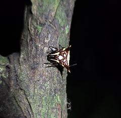 Micrathena evansi