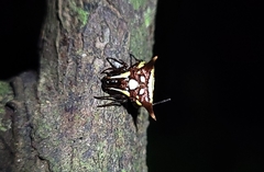 Micrathena evansi
