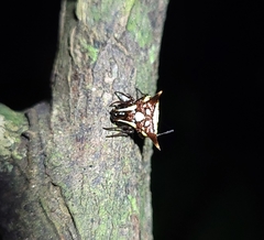 Micrathena evansi
