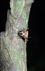 Micrathena evansi