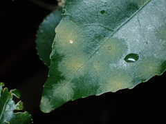 Cephaleuros lagerheimii